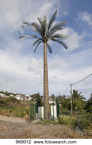 Cellular repeater tower disguised as a palm tree View Large Photo Image Stock Image - Cellular repeater tower disguised as a palm tree . Fotosearch