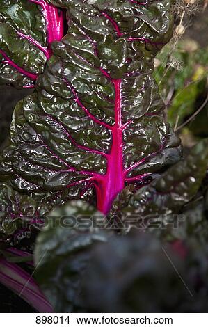Close-up of Swiss chard View Large Photo Image Picture - Close-up of Swiss chard. Fotosearch