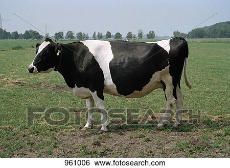 Cow in a pasture View Large Photo Image Stock Photograph - Cow in a pasture. Fotosearch