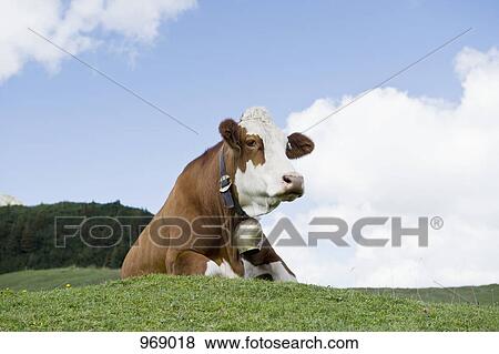 Cow with cow bell laying down View Large Photo Image Stock Photo - Cow with cow bell laying down. Fotosearch