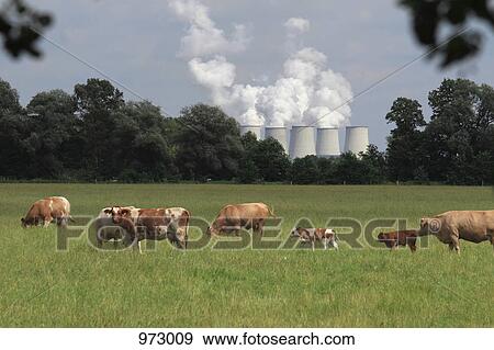 Stock Photo - Cows grazing in a field with a power station in the background. Fotosearch