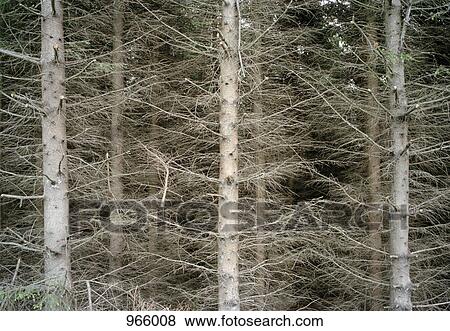 Dead pine trees View Large Photo Image Stock Photo - Dead pine trees . Fotosearch