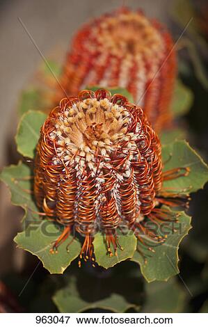 Detail of a Banksia flower View Large Photo Image Stock Photo - Detail of a Banksia flower. Fotosearch