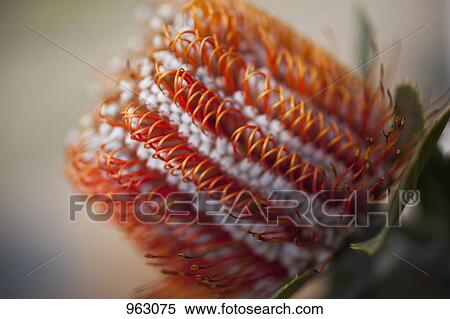 Detail of a Banksia flower View Large Photo Image Stock Photography - Detail of a Banksia flower. Fotosearch
