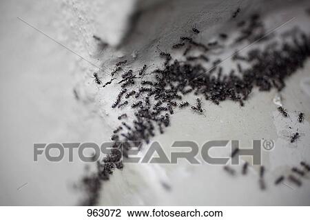 Stock Image - Detail of a colony of ants. Fotosearch