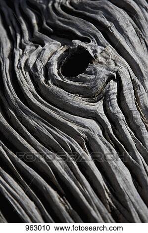 Detail of a dead tree View Large Photo Image Stock Image - Detail of a dead tree. Fotosearch