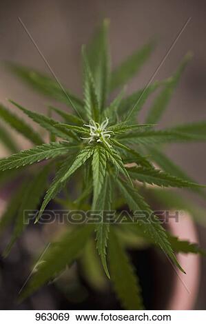 Stock Photo - Detail of a marijuana plant. Fotosearch