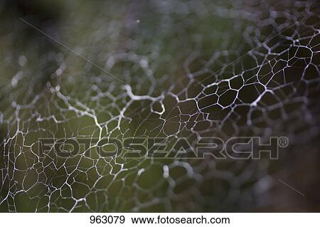 Detail of a spider web View Large Photo Image Stock Photo - Detail of a spider web. Fotosearch