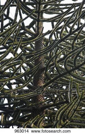 Detail of a tree View Large Photo Image Picture - Detail of a tree. Fotosearch
