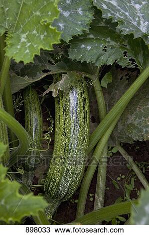 Detail of a zucchini plant View Large Photo Image Stock Image - Detail of a zucchini plant. Fotosearch