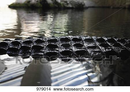 Detail of an alligator in water View Large Photo Image Picture - Detail of an alligator in water. Fotosearch
