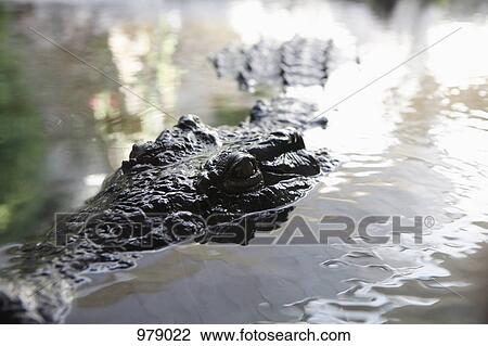 Detail of an alligator in water View Large Photo Image Stock Image - Detail of an alligator in water. Fotosearch