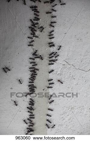 Detail of ants on a wall View Large Photo Image Stock Image - Detail of ants on a wall. Fotosearch