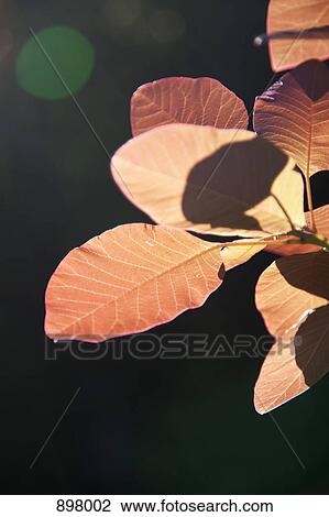 Detail of autumn leaves on a tree View Large Photo Image Stock Image - Detail of autumn leaves on a tree. Fotosearch