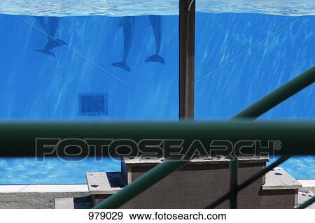 Detail of dolphins in an aquarium View Large Photo Image Stock Photo - Detail of dolphins in an aquarium. Fotosearch