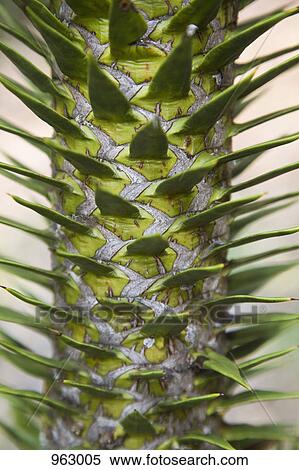 Detail of the spiked stem of a plant View Large Photo Image Stock Photography - Detail of the spiked stem of a plant. Fotosearch