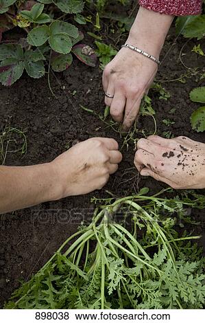 Detail of three people gardening View Large Photo Image Stock Photo - Detail of three people gardening. Fotosearch