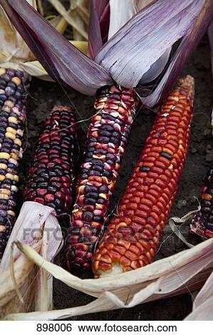 Detail of variegated corn cobs View Large Photo Image Stock Photograph - Detail of variegated corn cobs. Fotosearch