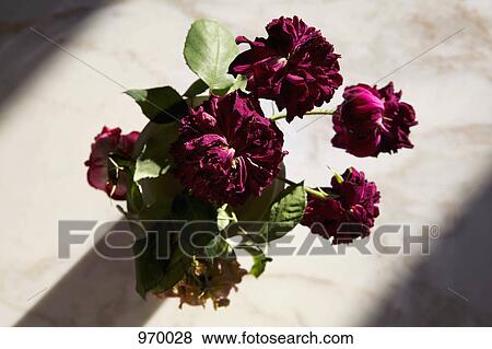 Dying red flowers View Large Photo Image Stock Photo - Dying red flowers. Fotosearch