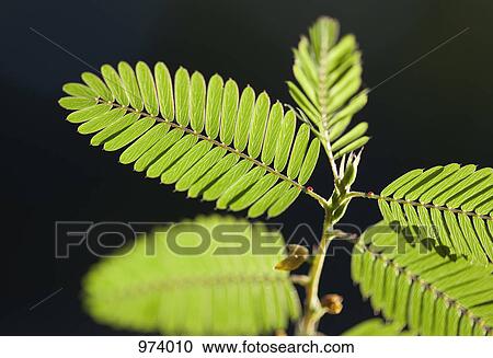 Fern fronds View Large Photo Image Stock Image - Fern fronds. Fotosearch