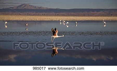 Flamingoes at a salt lake, Salar de Atacama, Atacama Desert, Chile View Large Photo Image Stock Photo - Flamingoes at a salt lake, Salar de Atacama, Atacama Desert, Chile. Fotosearch