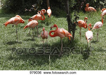Flamingoes at a zoo View Large Photo Image Stock Photograph - Flamingoes at a zoo. Fotosearch