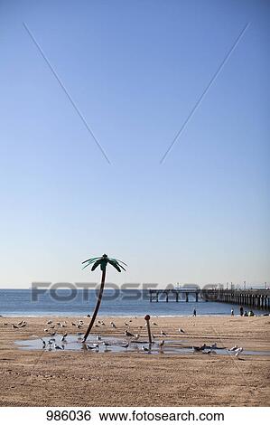 Stock Photograph - Flock of seagulls, Virginia Beach, Virginia, USA. Fotosearch