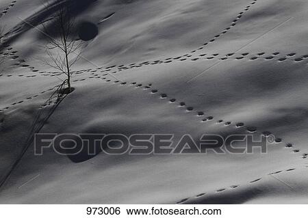 Footprints in the snow View Large Photo Image Stock Photograph - Footprints in the snow. Fotosearch