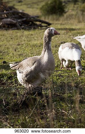 Geese in a field View Large Photo Image Stock Image - Geese in a field. Fotosearch