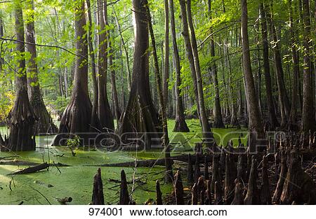 Great Dismal Swamp, North Carolina View Large Photo Image Stock Image - Great Dismal Swamp, North Carolina. Fotosearch