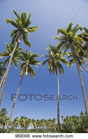 Group of palm trees View Large Photo Image Stock Photo - Group of palm trees. Fotosearch