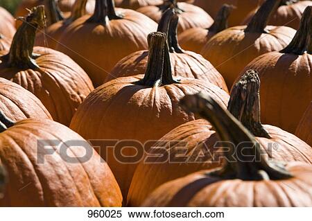 Group of pumpkins, outdoors View Large Photo Image Stock Photography - Group of pumpkins, outdoors. Fotosearch
