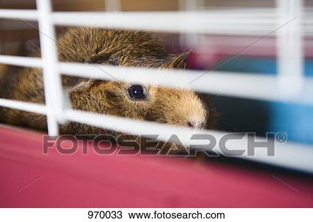 Stock Image - Guinea pig in cage. Fotosearch