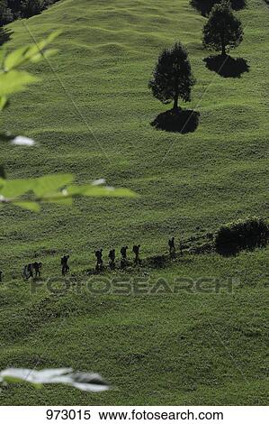 Hikers walking along a green mountainside View Large Photo Image Stock Photography - Hikers walking along a green mountainside. Fotosearch