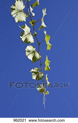 Leaves on a vine in a vineyard, directly below View Large Photo Image Stock Image - Leaves on a vine in a vineyard, directly below. Fotosearch
