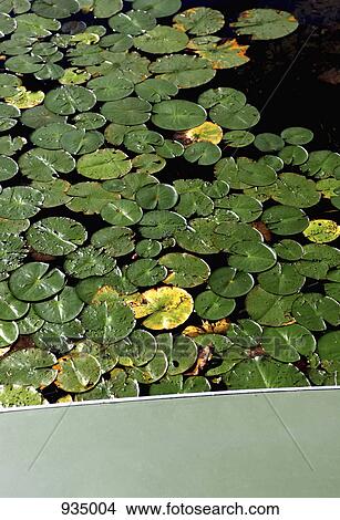 Lily pads View Large Photo Image Picture - Lily pads . Fotosearch