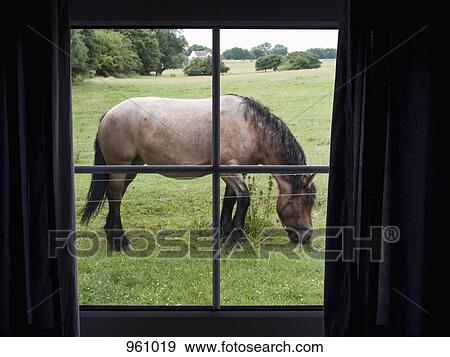 Looking through window at horse eating View Large Photo Image Stock Photo - Looking through window at horse eating. Fotosearch