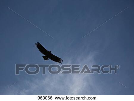 Stock Photograph - Low angle view of a flying eagle. Fotosearch