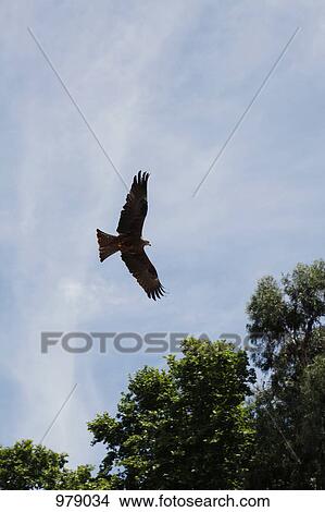 Picture - Low angle view of an eagle flying in the sky. Fotosearch