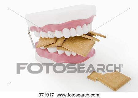 Model teeth biting cookies View Large Photo Image Stock Photo - Model teeth biting cookies. Fotosearch
