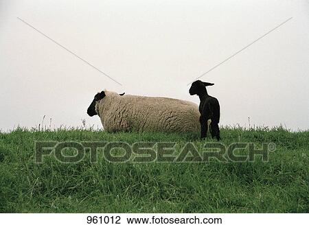 Mother and baby sheep View Large Photo Image Stock Image - Mother and baby sheep. Fotosearch