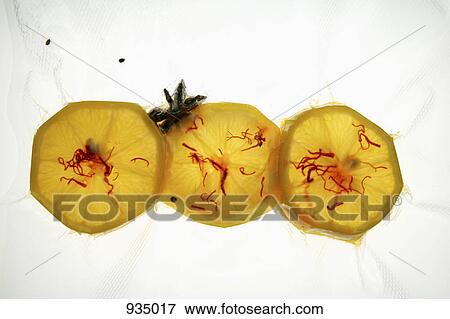 Stock Photo - Orange slices with a napkin over them on a lightbox. Fotosearch