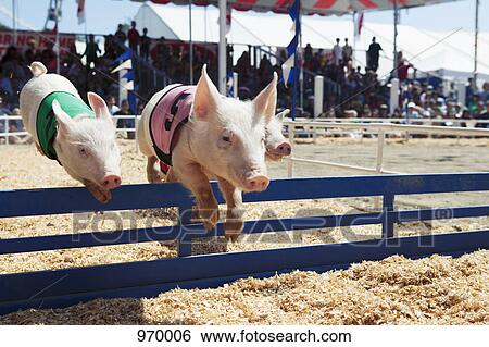 Pig race at the fair View Large Photo Image Stock Photograph - Pig race at the fair . Fotosearch