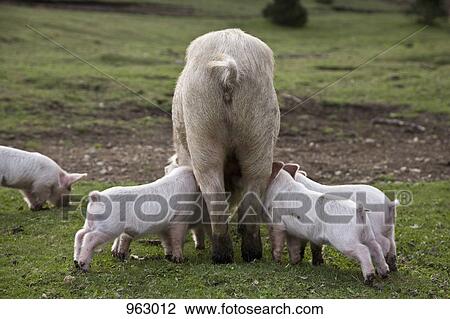 Piglets feeding from a pig in a field View Large Photo Image Stock Image - Piglets feeding from a pig in a field. Fotosearch