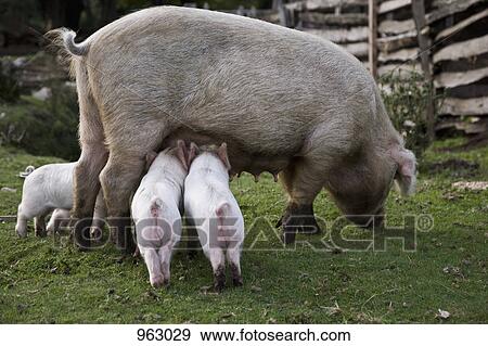 Stock Photo - Piglets feeding from a pig in a field. Fotosearch