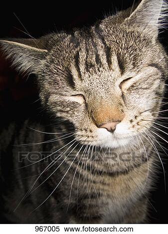 Portrait of a cat View Large Photo Image Stock Photography - Portrait of a cat. Fotosearch