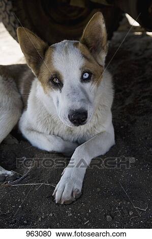 Portrait of a dog with different colored eyes View Large Photo Image Stock Image - Portrait of a dog with different colored eyes. Fotosearch