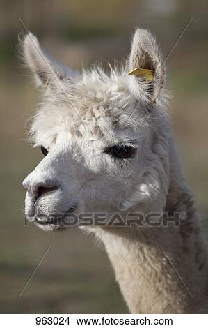 Picture - Portrait of a Llama. Fotosearch