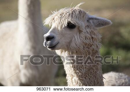 Stock Image - Portrait of a Llama. Fotosearch