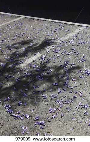 Purple petals on the ground in a parking lot View Large Photo Image Stock Photo - Purple petals on the ground in a parking lot. Fotosearch